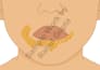 create vector medical illustration for education, healthcare and publishing